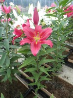 [1860 Bacardi Mak No02.JPG]